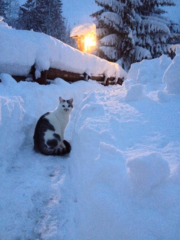 La Lince Lodge Camporosso  Luaran gambar